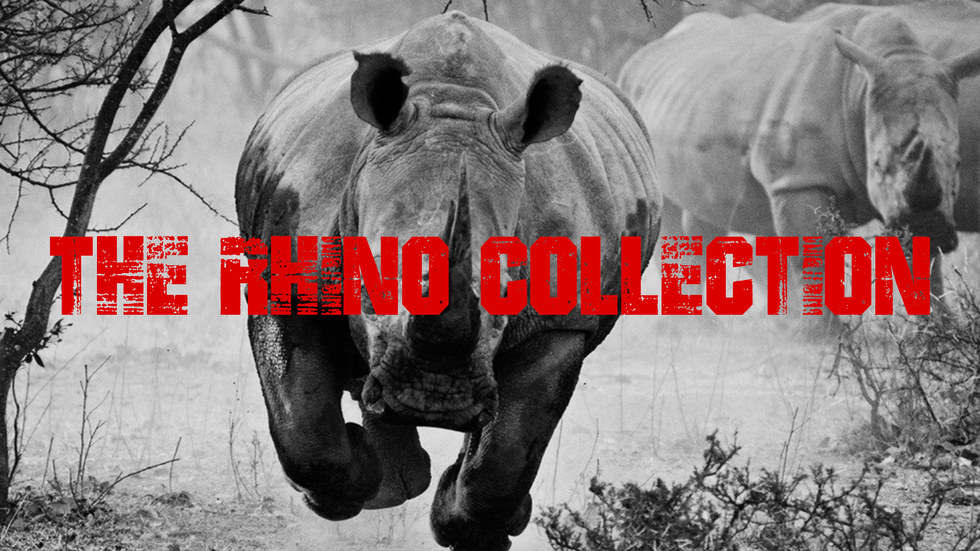 THE RHINO COLLECTION